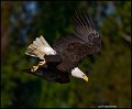 _0SB8975 american bald eagle